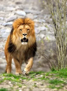 1. Roaring Majesty: Exploring the Fascinating World of Lions