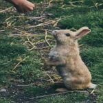 10 Important Types Of Rabbit