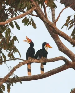 2. Rhinoceros Hornbill (Buceros rhinoceros)