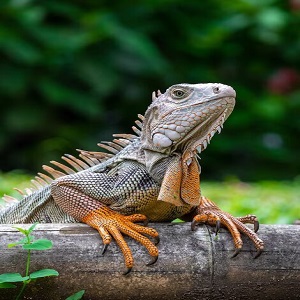 Horned Lizard: 20 Most Important things For Pets Lover