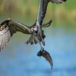 20 Amazing Types Of Florida Beach Birds (With Pictures)