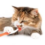 3 Wonderful Facts Of Dental Disease in Cats