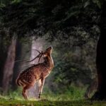 30 Amazing Facts About Deer And Types