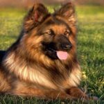 6 Types of German Shepherd Dogs