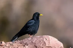 Alpine Chough – 26,500 feet