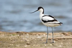 American Avocet (Recurvirostra Americana)