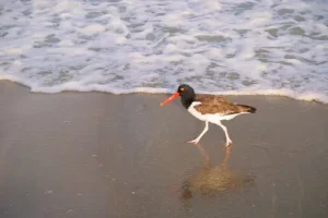 American Oystercatcher