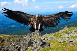 Andean Condor – 15,000 feet