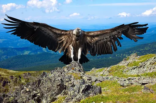 Top 12 Highest Flying Birds In The World