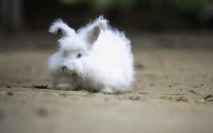 Angora Rabbit