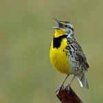 4 Outstanding Facts Of The Western Meadowlark