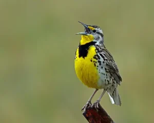 Appearance of the Western Meadowlark