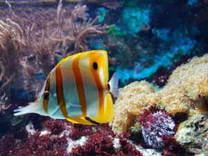 Aquarium Care for Angelfish