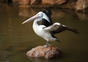 9. Australian Pelican (Pelecanus conspicillatus) 