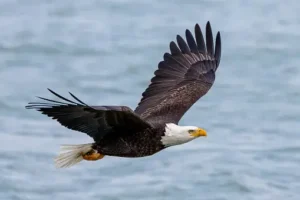 Bald Eagle (Haliaeetus leucocephalus)