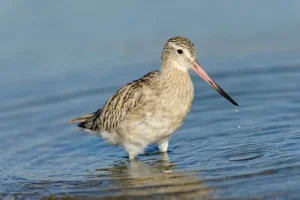 Bar-tailed Godwit – 20,000 feet