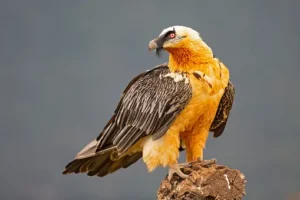 Bearded Vulture – 24,000 feet