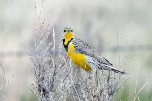 Behavior of the Western Meadowlark