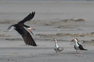 Black Skimmer