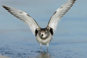 Black-bellied Plover