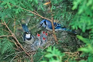 Blue Jay  (Cyanocitta cristata)