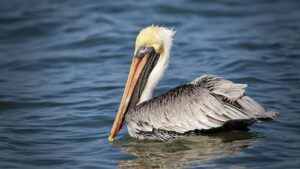 Brown Pelican