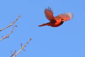 Cardinal Sightings: Common Interpretations