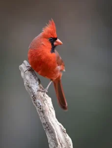 Cardinals in Different Cultures