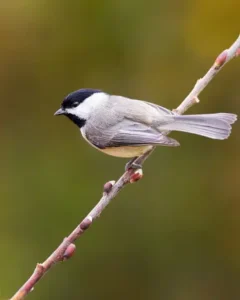 Carolina Chickadee (Poecile carolinensis)