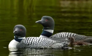 Common Loon