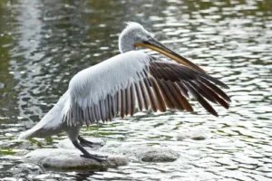 Dalmatian Pelican (Pelecanus crispus)