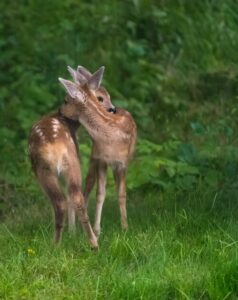 Deer Reproduction and Mating Rituals