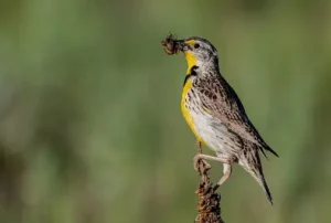 Diet of the Western Meadowlark 