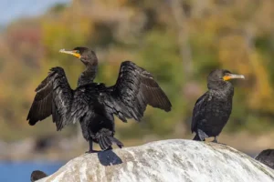 Double-crested Cormorant