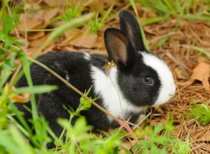 Dutch Rabbit