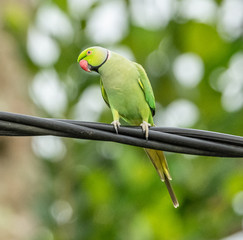 Exploring the Natural Habitat and Diet of Raw Parrots