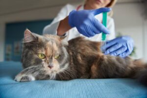 Feline Leukemia Virus