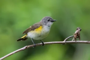 Female American Redstart 