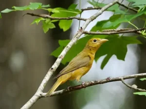 Female Summer Tanager