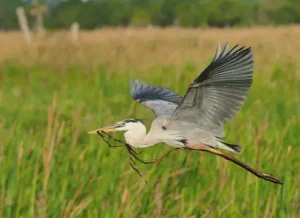 Great Blue Heron