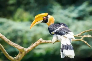 Great Hornbill (Buceros bicornis)