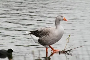 Greater White Fronted Goose – 20,000 feet