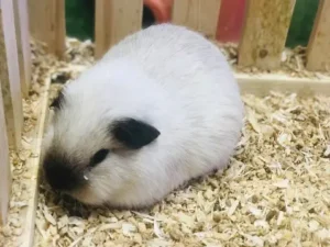 Himalayan Rabbit