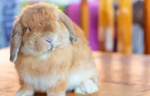 Holland Lop