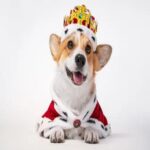 How Smart Are Corgis? 7 Useful Points We Know About Their Intelligence