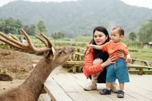 Human Interaction with Deer