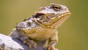 Introduction to Horned Lizards