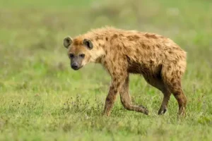 Introduction to Hyenas