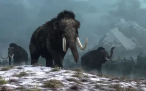 Introduction to Mammoths