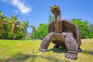 Introduction to the Aldabra Giant Tortoise